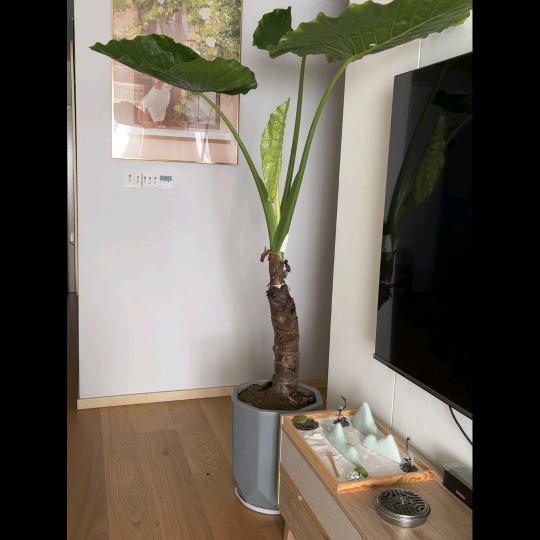 好宜家花卉绿植臻选阁