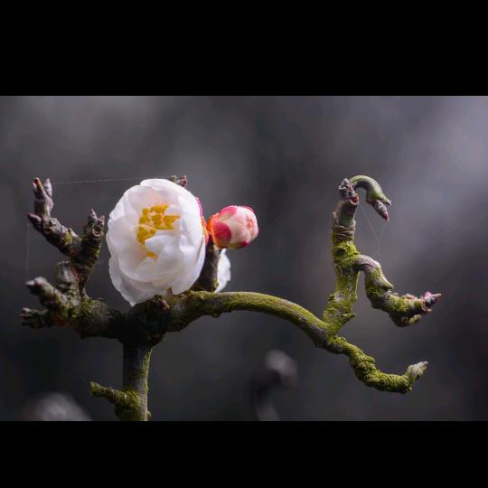花海自由盆景园艺