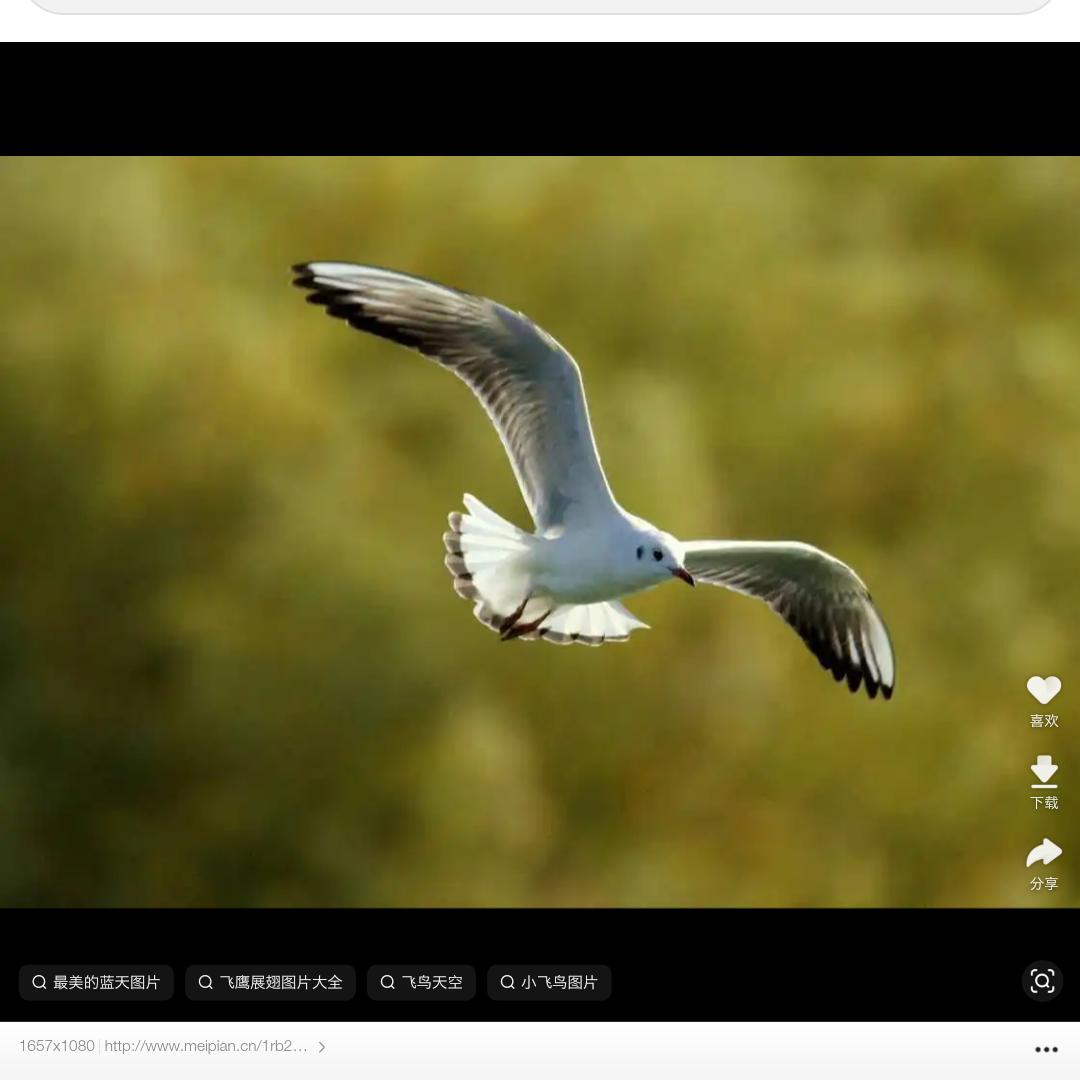 金色阳光下的鱼