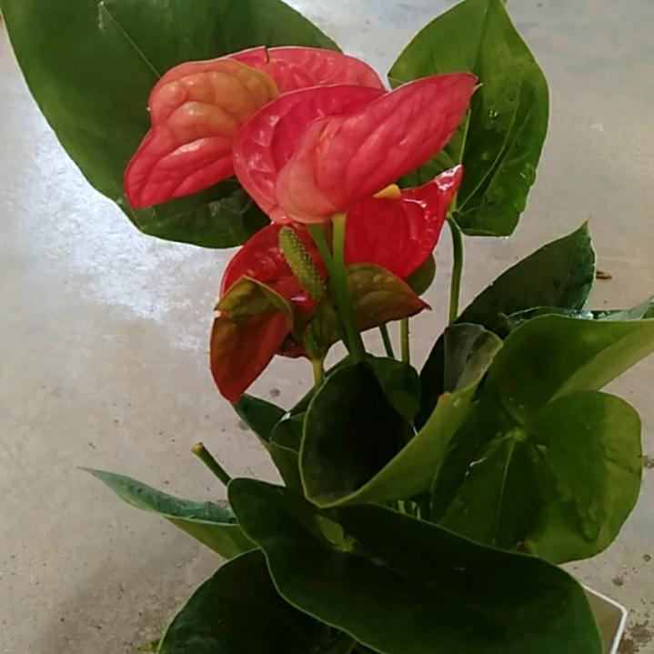 吃亏是褔