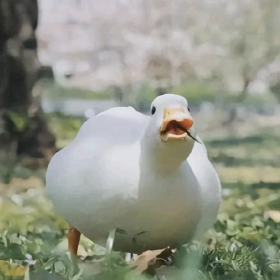 又是丑小鸭