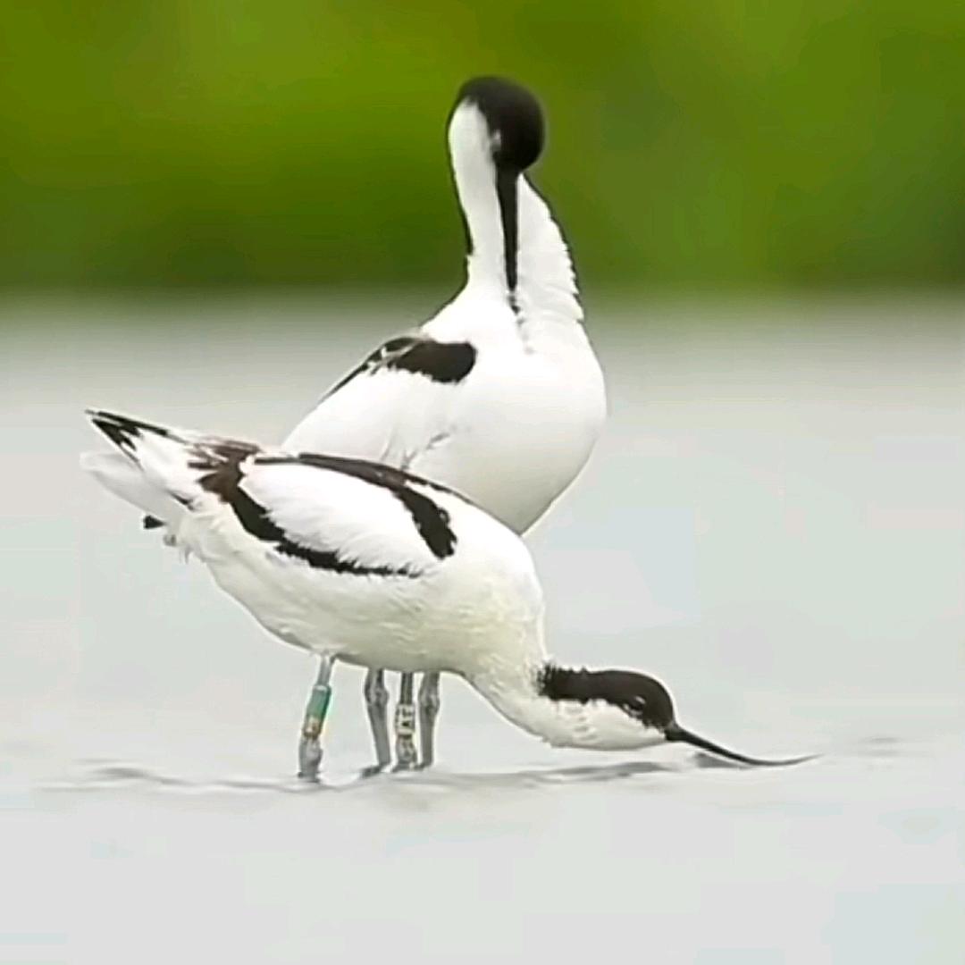 少帅锅