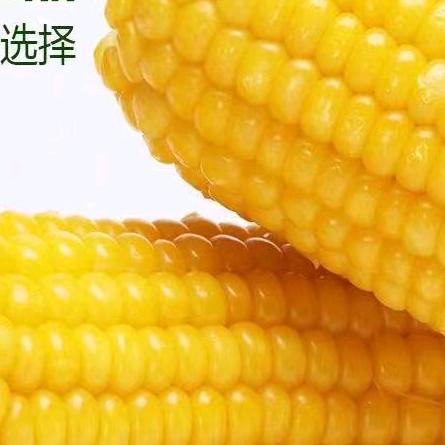 黑土地玉米优选🌽