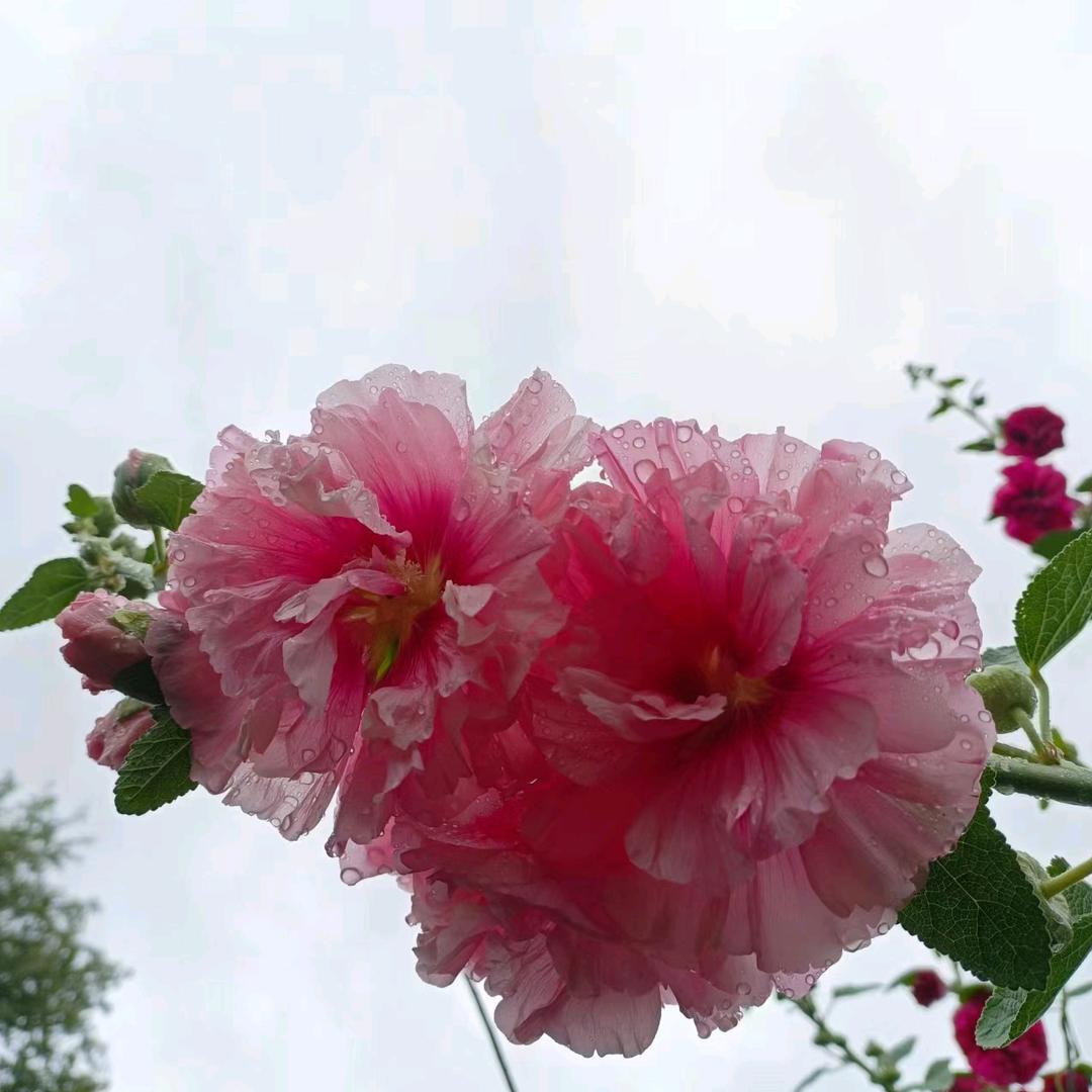 老妈荞麦川