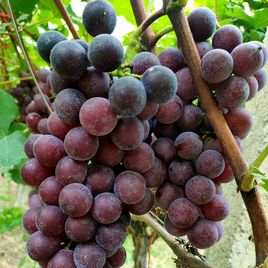 🍇葡萄仙子🍇