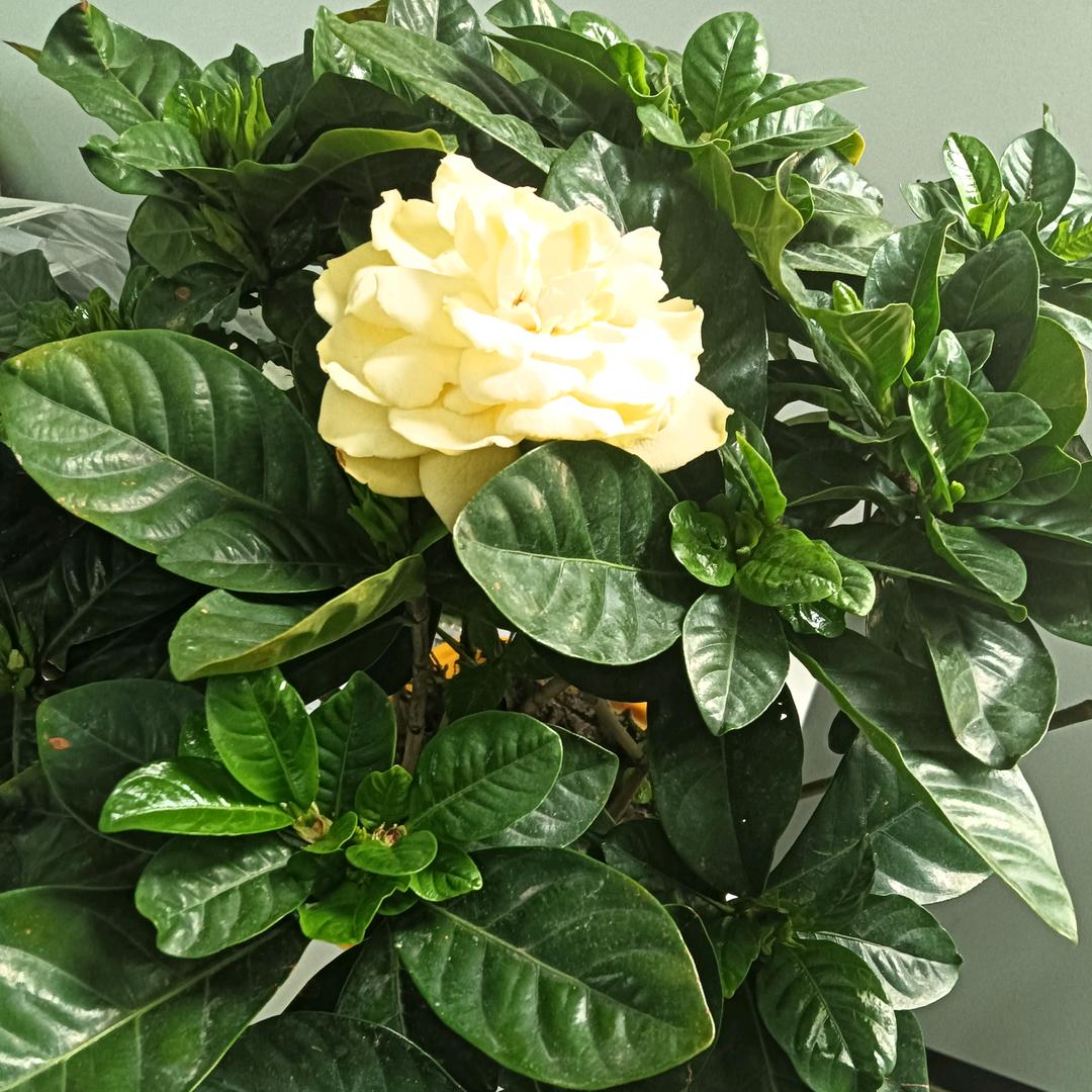 叶黄素滴眼液眼部护理（工厂直销）