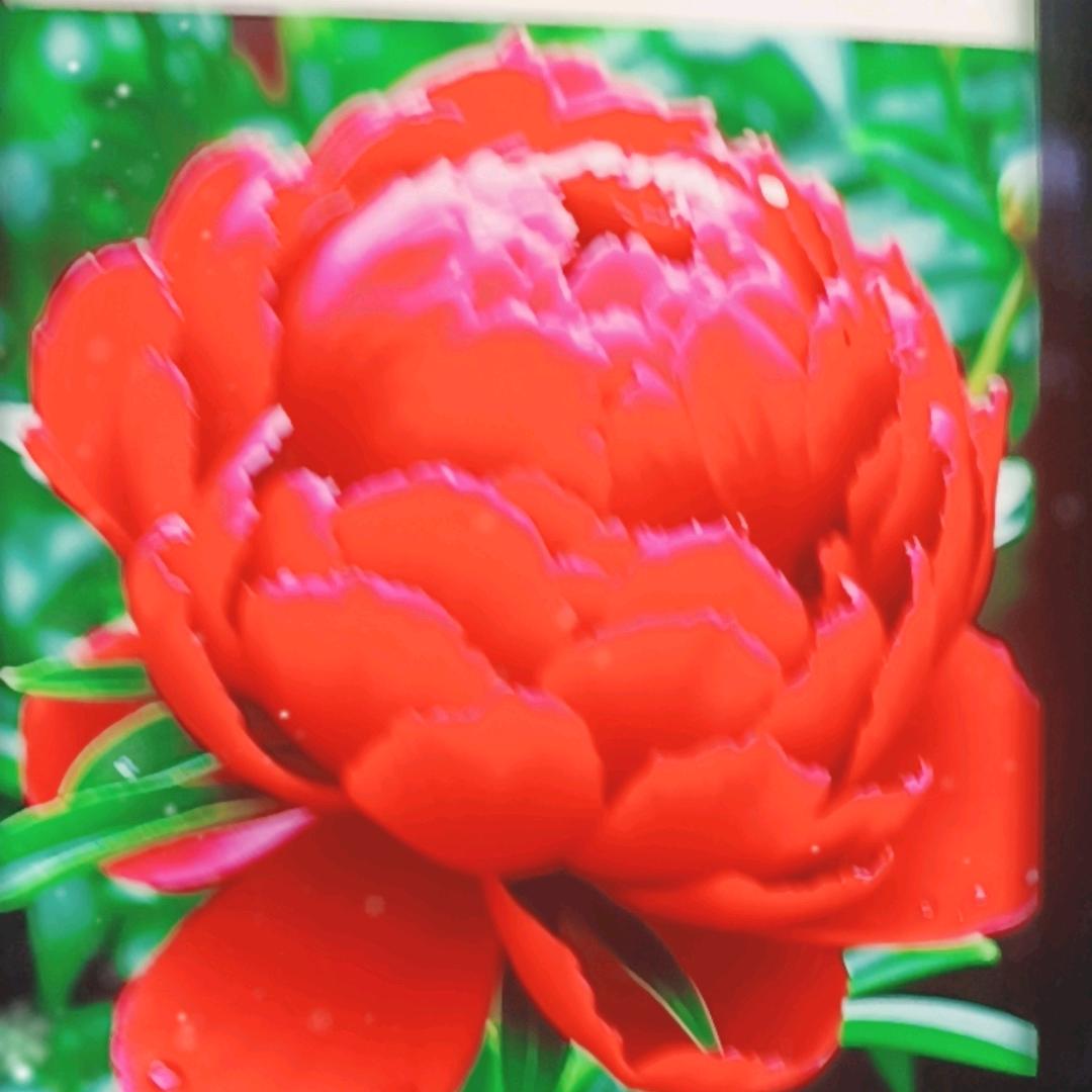 🌹珍惜当下🌹