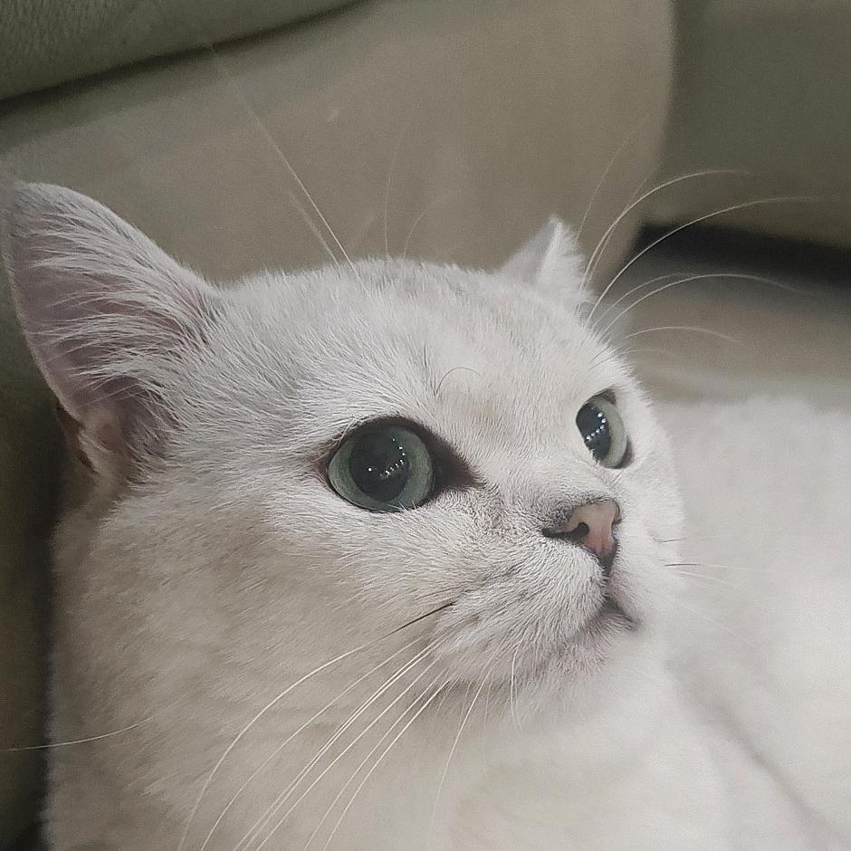 这只小猫叫崽崽
