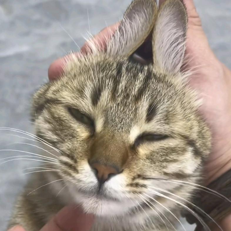 白柚青竹