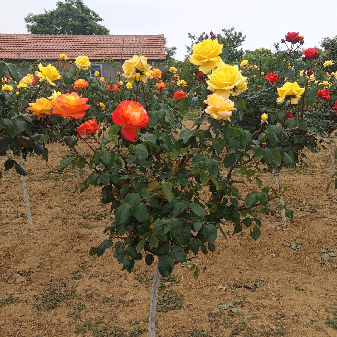 烟台海阳怡禾苗木