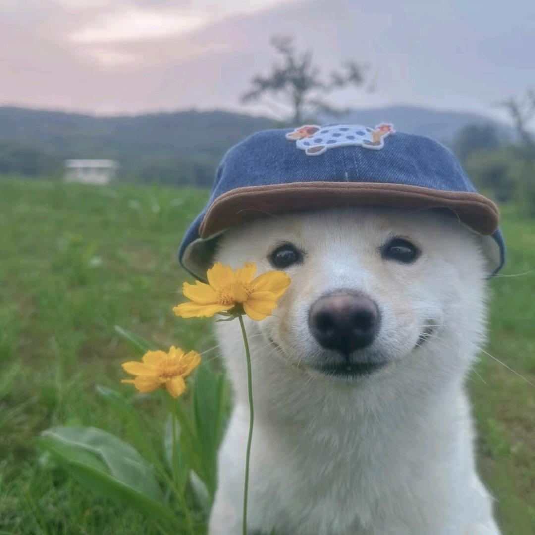 阿猪米德