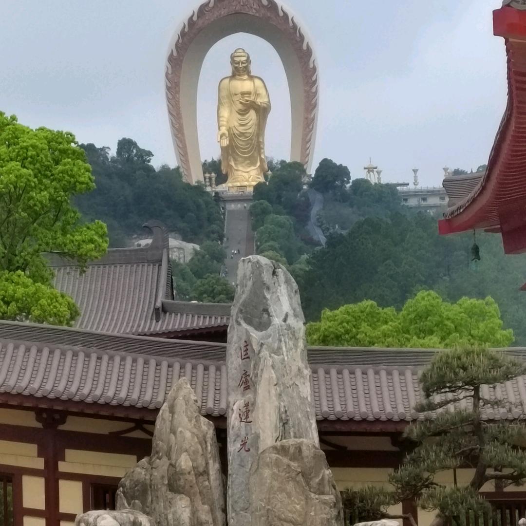 杨杨