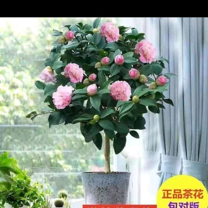 勇往直前💕步步高升❤️