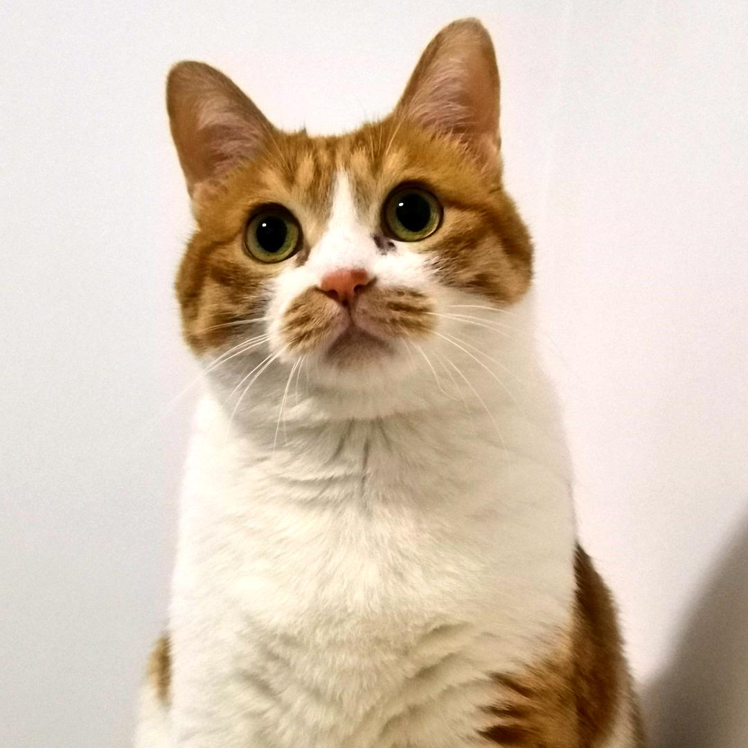 窝里横与大事儿精的无忧生活