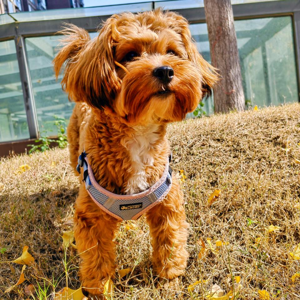 可乐的快乐生活🐶