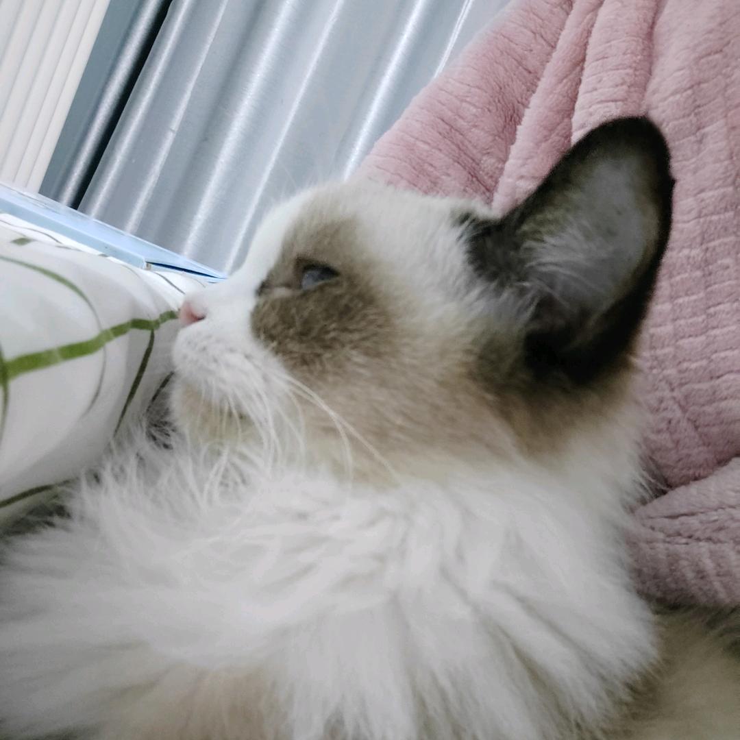 ฅ( 小宋不能送)ฅ