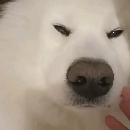 耶耶不爱吃苹果