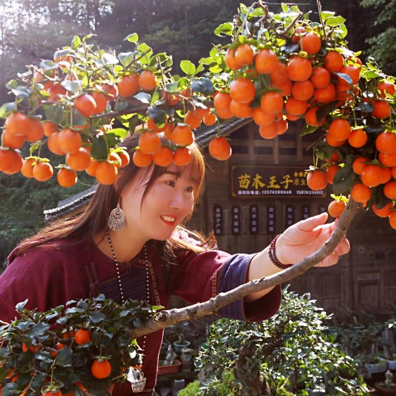 苗木王子金弹子基地产业园