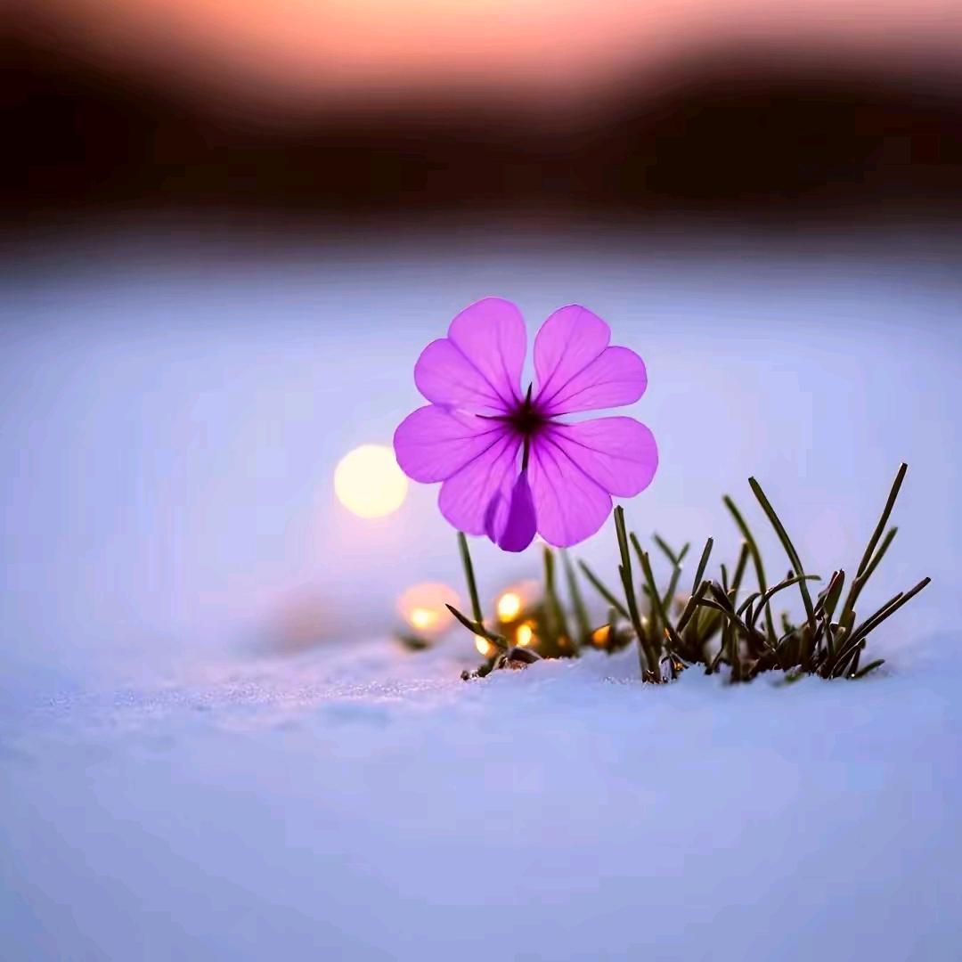 花开花落花满天