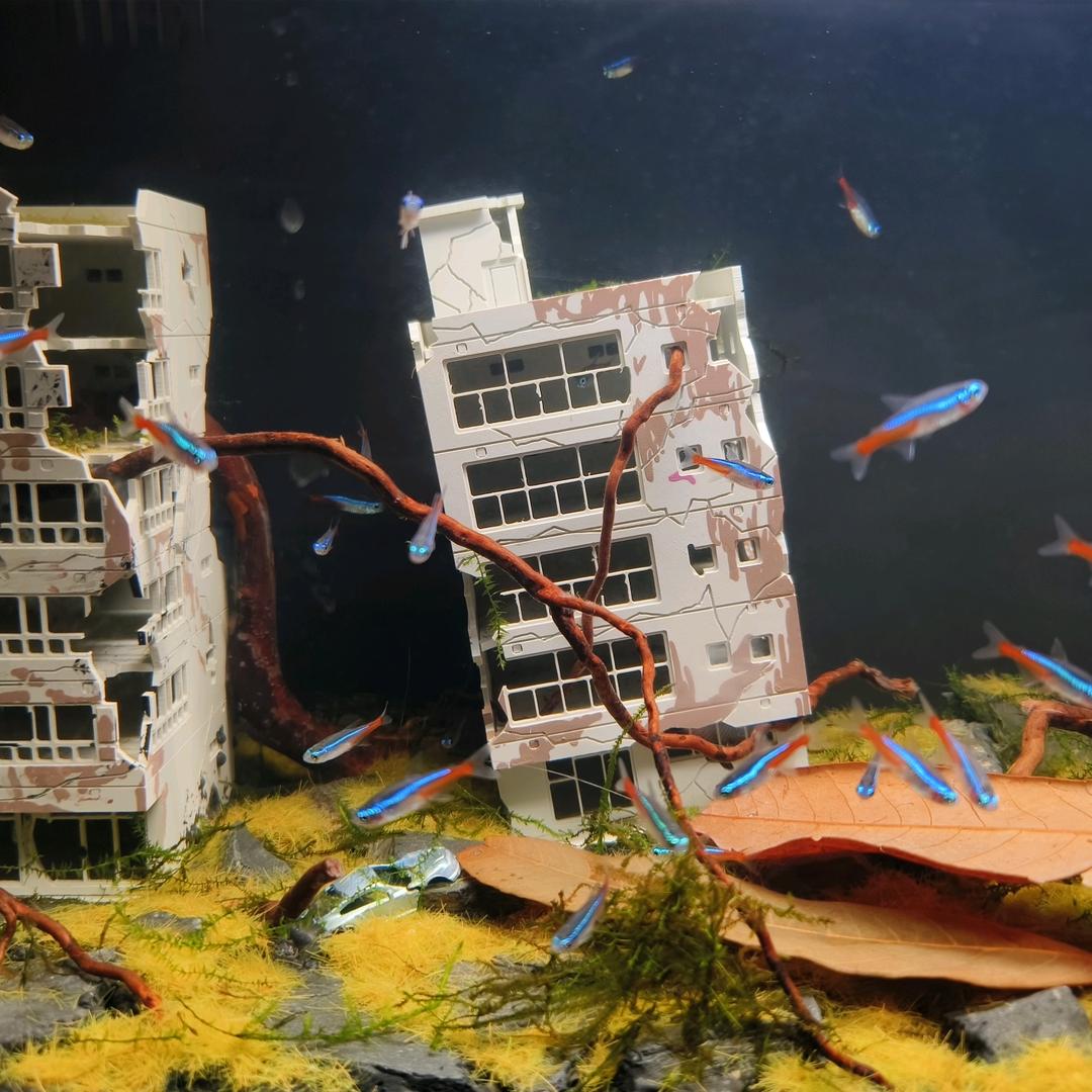 水族萌新小石榴