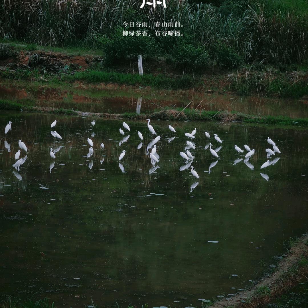 乡村乔月月