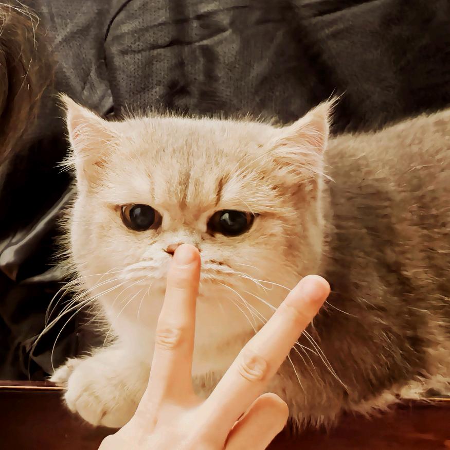 目目本