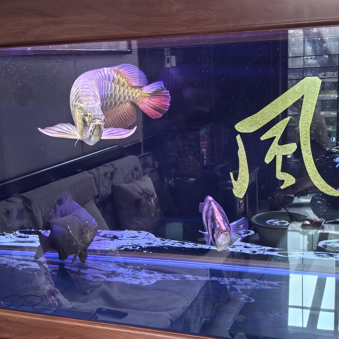 大明哥