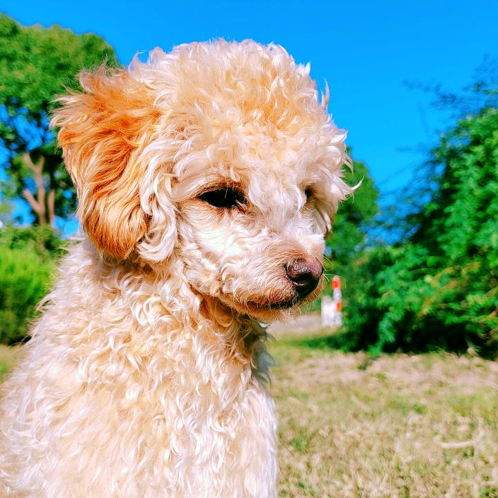 球球🐶