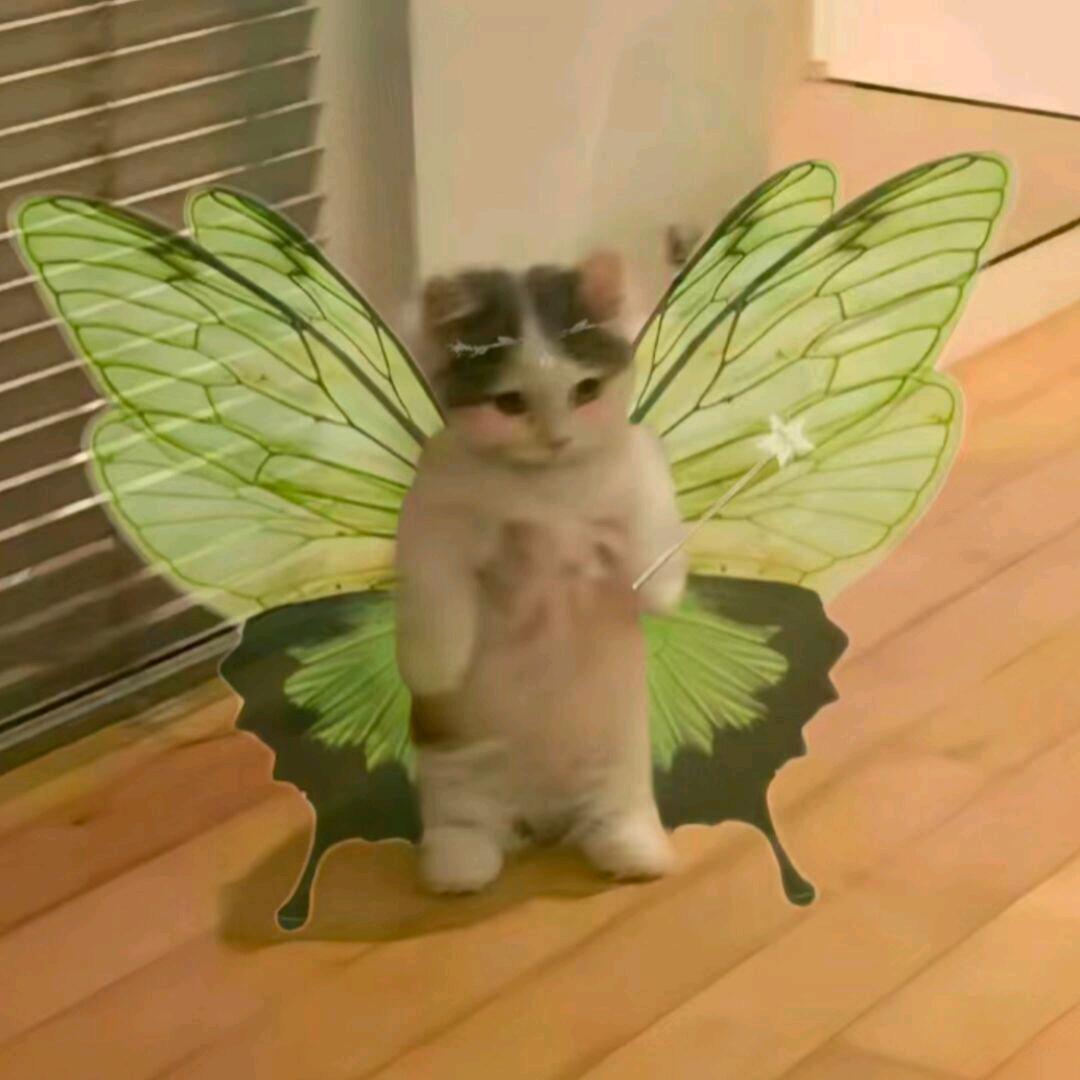 烦恼小猫