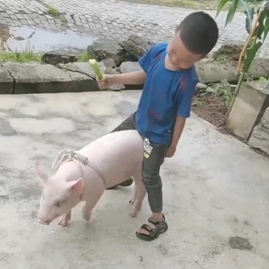 我们家的小胖猪