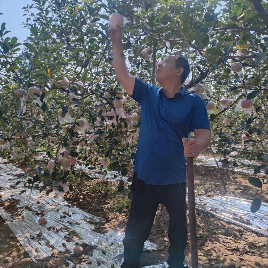 乾州碎戏颂杨柳