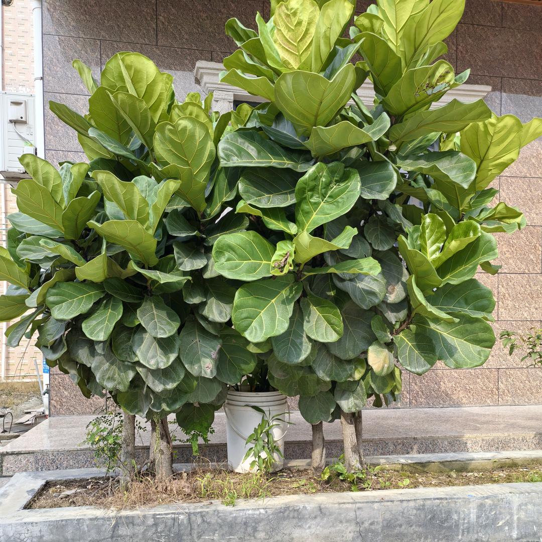 柠檬茶