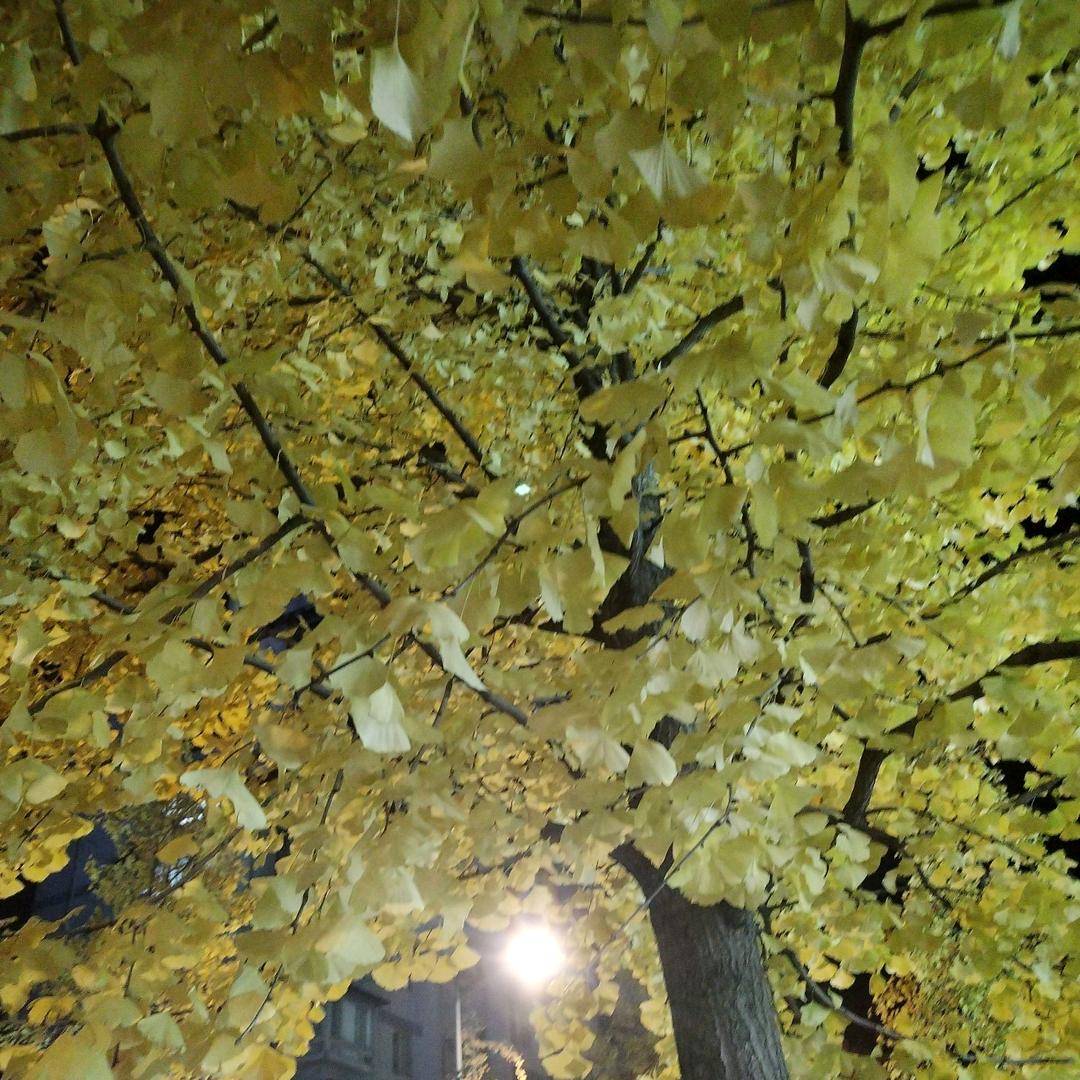 走不动懒狗/找不到老公？zbdlg