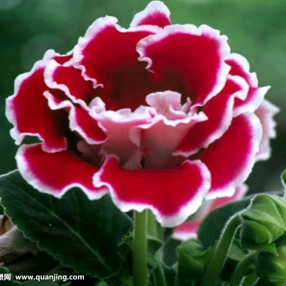 祥云（短视频）