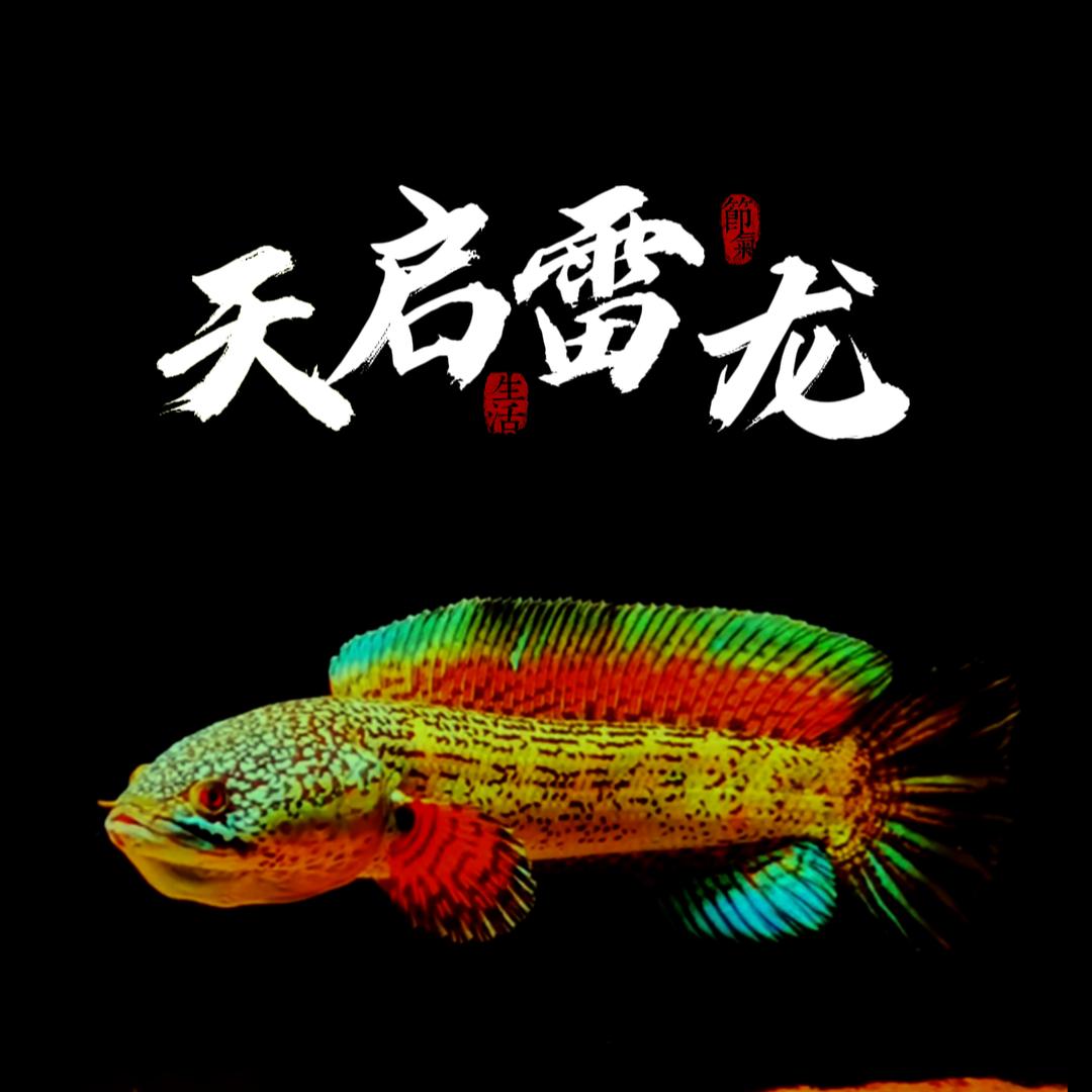 天启雷龙水族馆