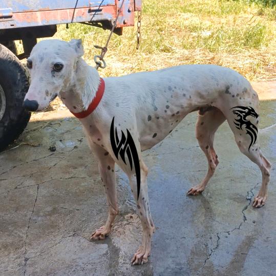 聊城莘南犬舍