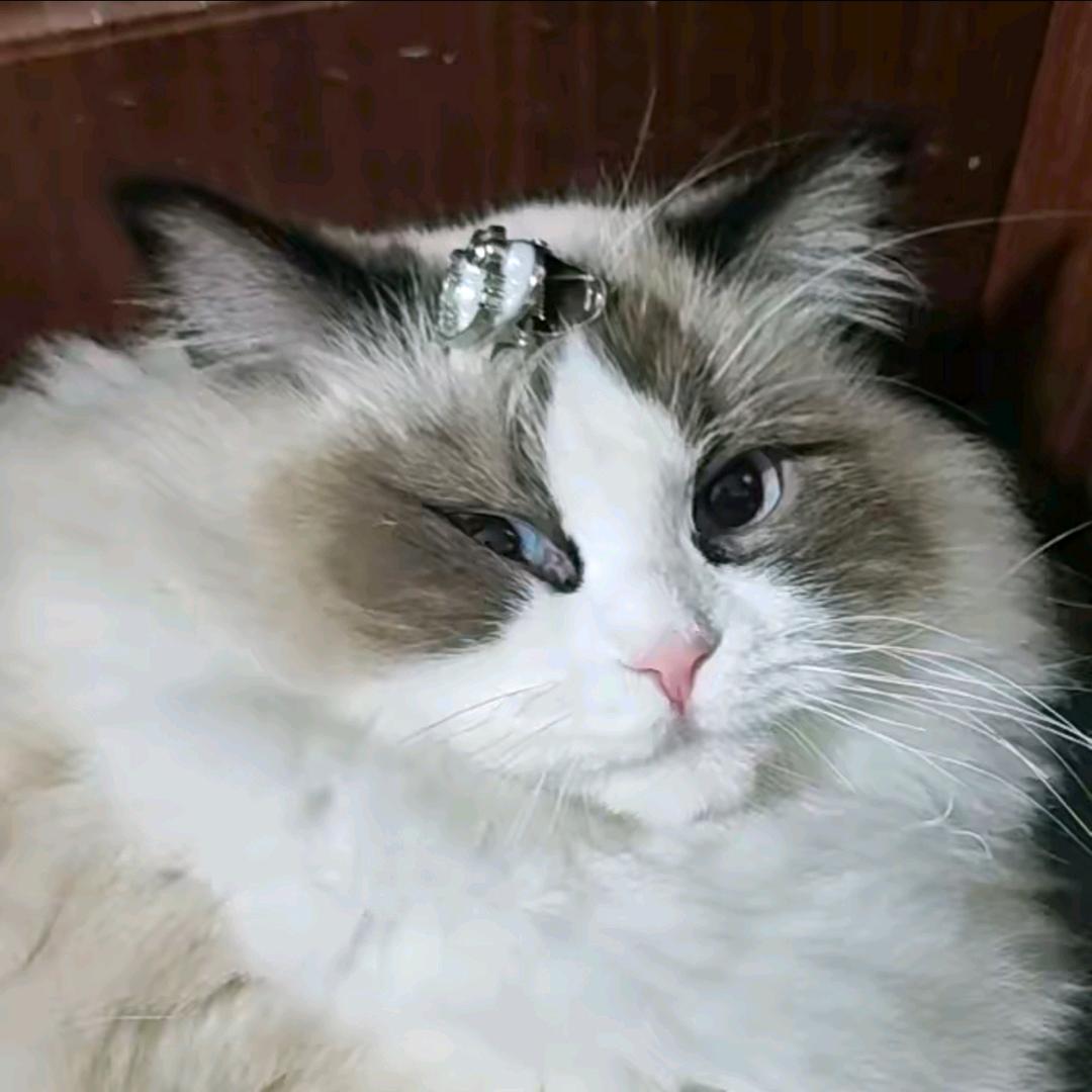 用毒蛇的毒毒毒蛇毒蛇会被毒蛇的毒毒死嘛