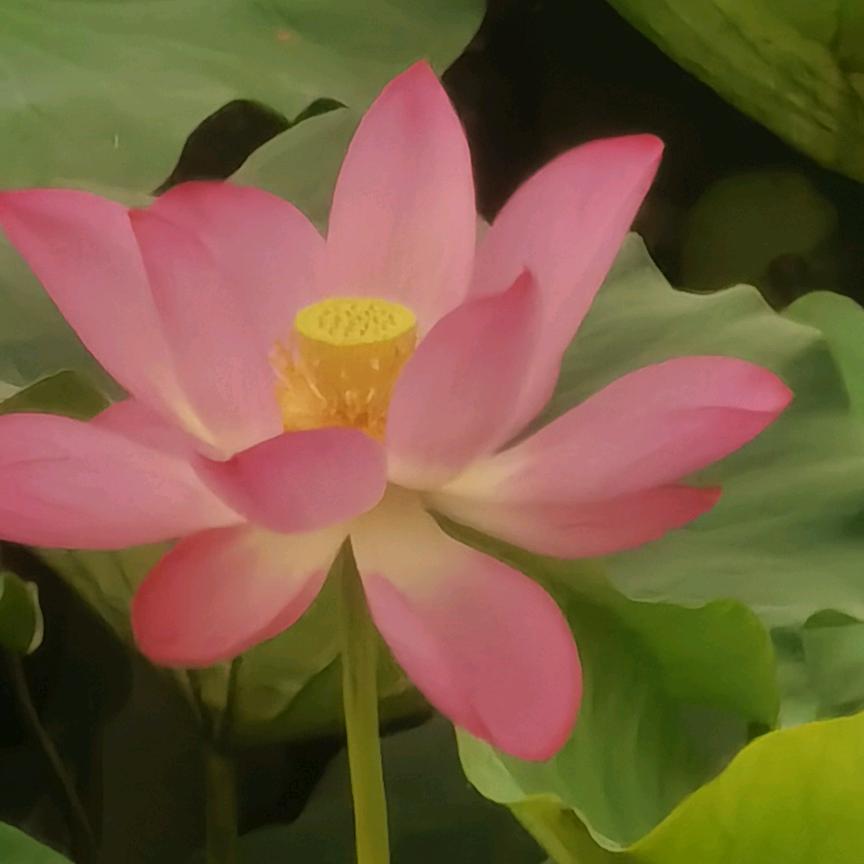 平安顺遂