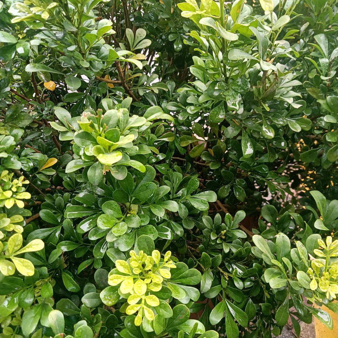 自然神阿泽
