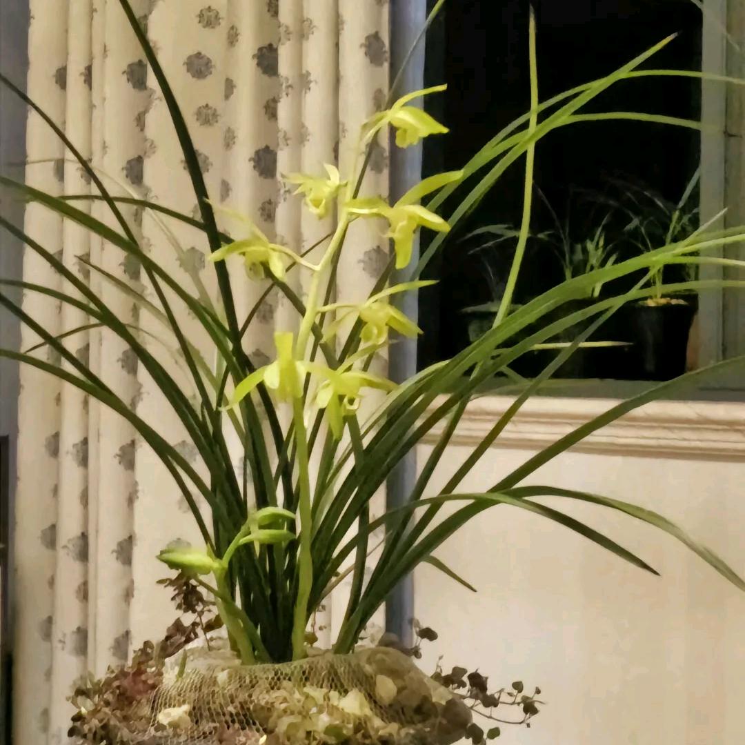 恋上冬天的雪