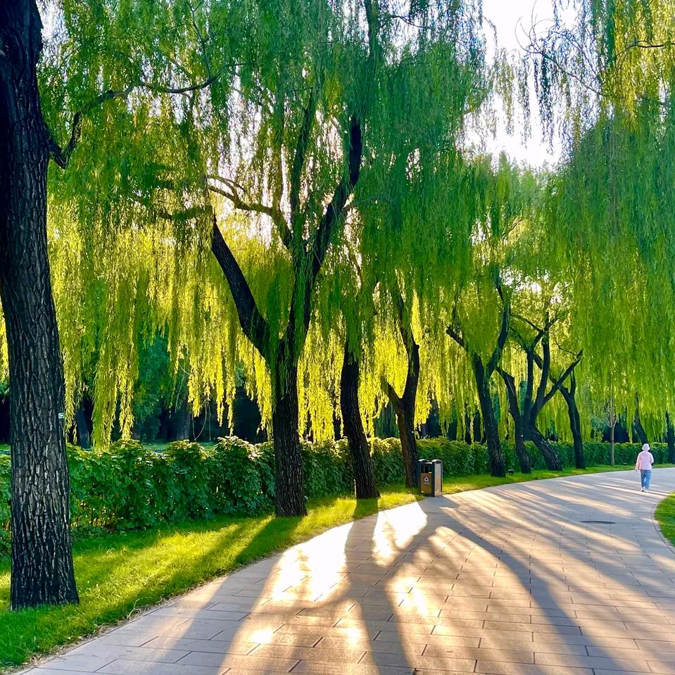 万年青  青万年