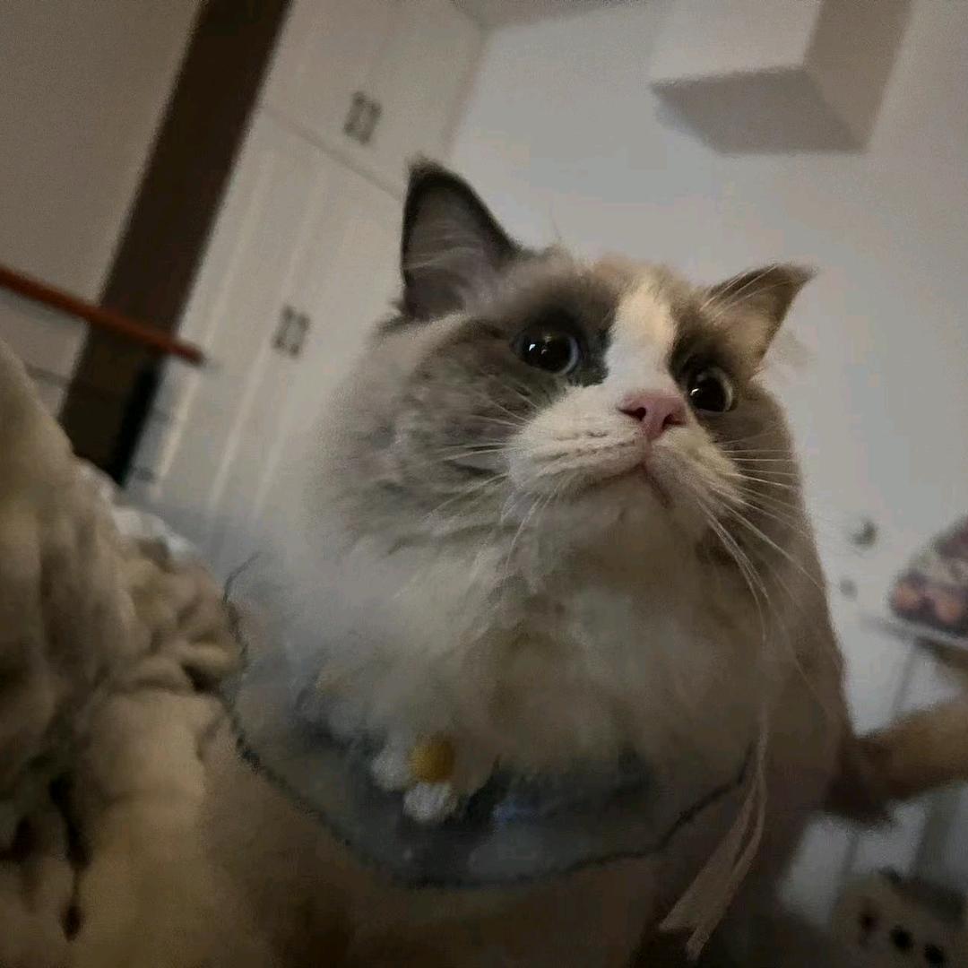 大胆.