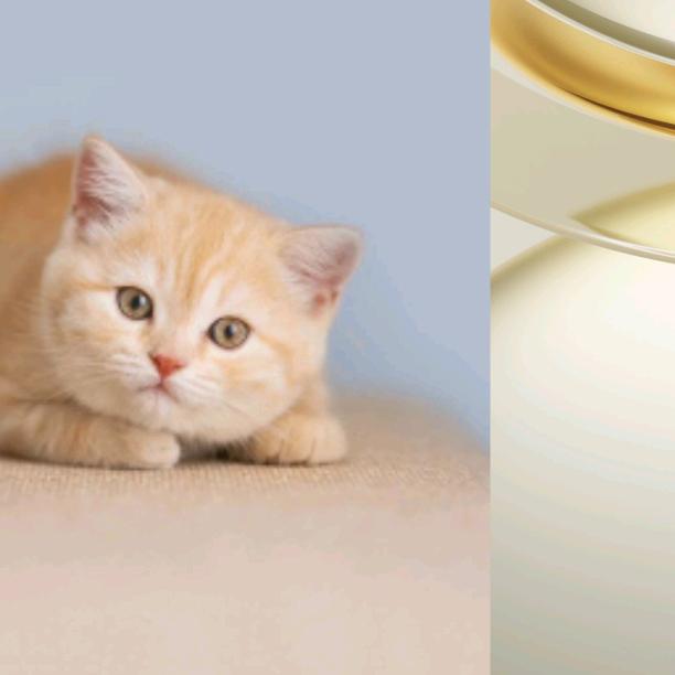 ୧⍤⃝可爱小锦鲤