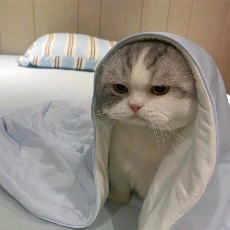 羊裤衩