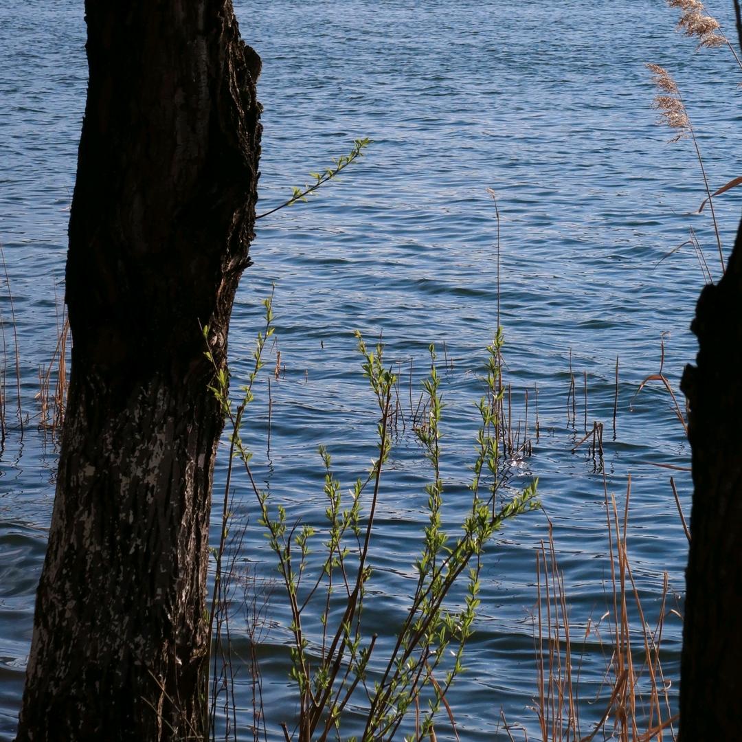 买樱桃的大丸子