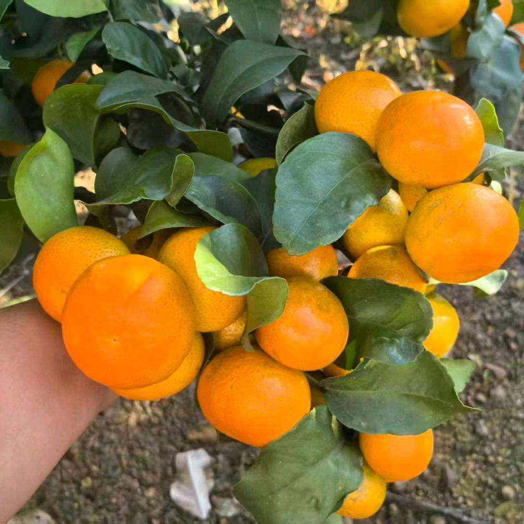 洋 洋 苗 圃