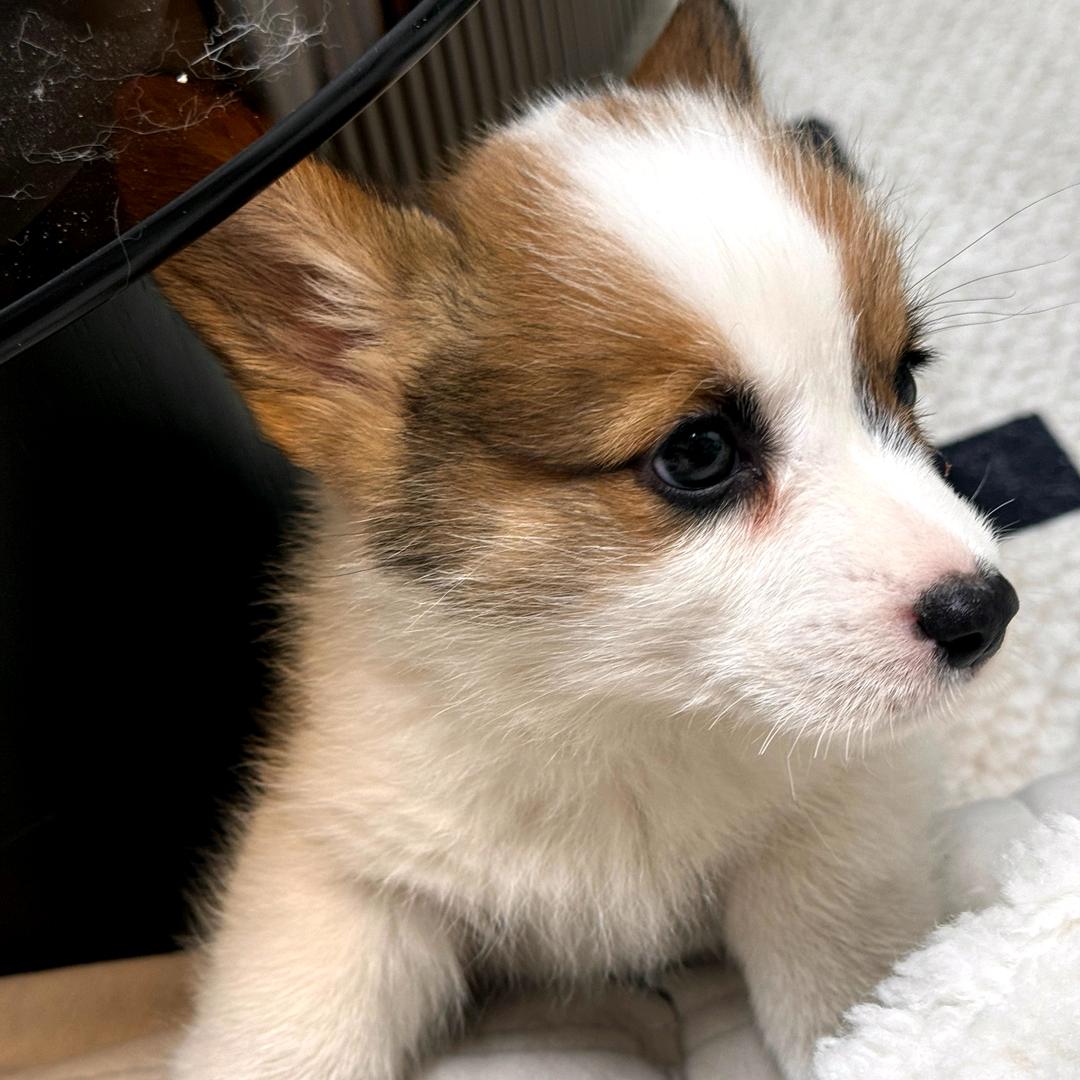 慢性荷包干硬化