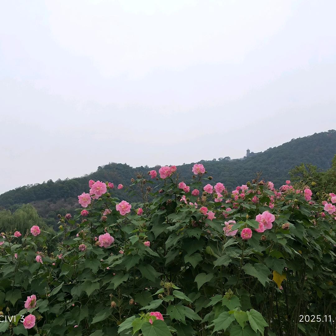好好🐾