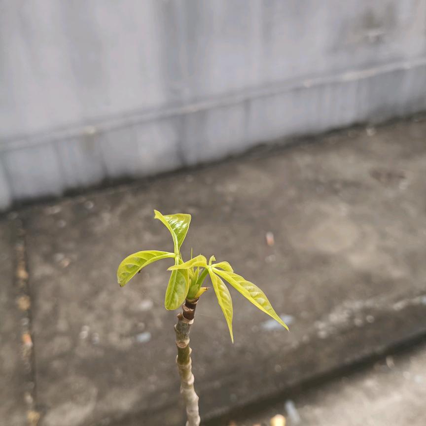 倍康
