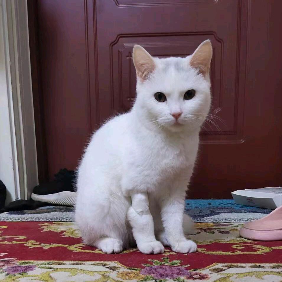 🐏羊肉串  小名串串🍢